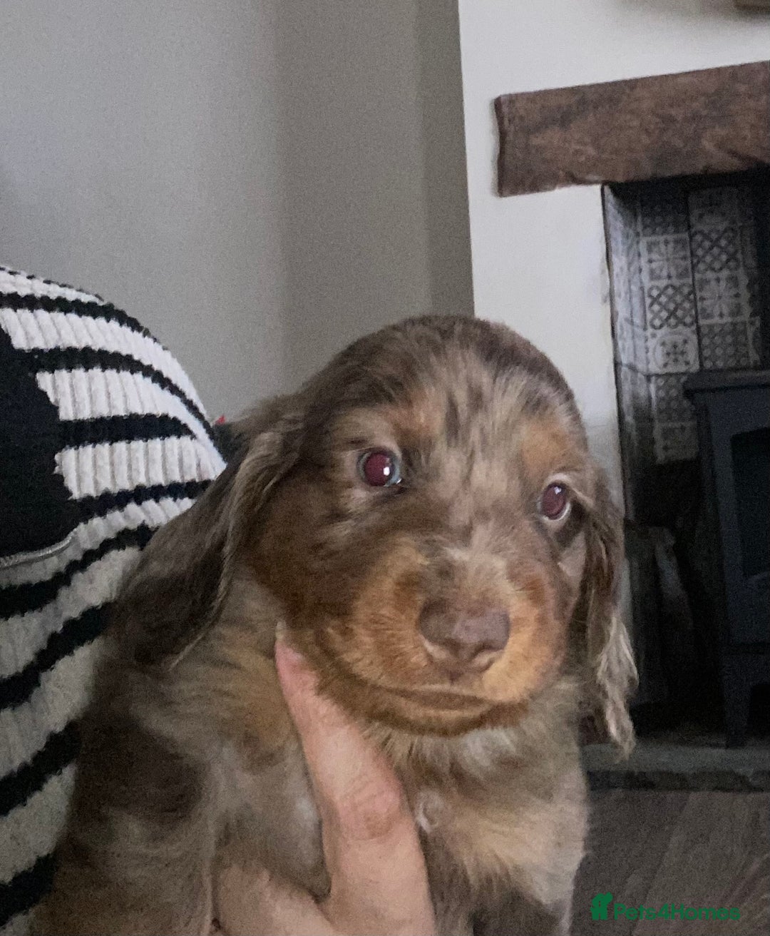 Dachshund dogs for sale: Stunning litter of Dachshund puppies  - Image 7
