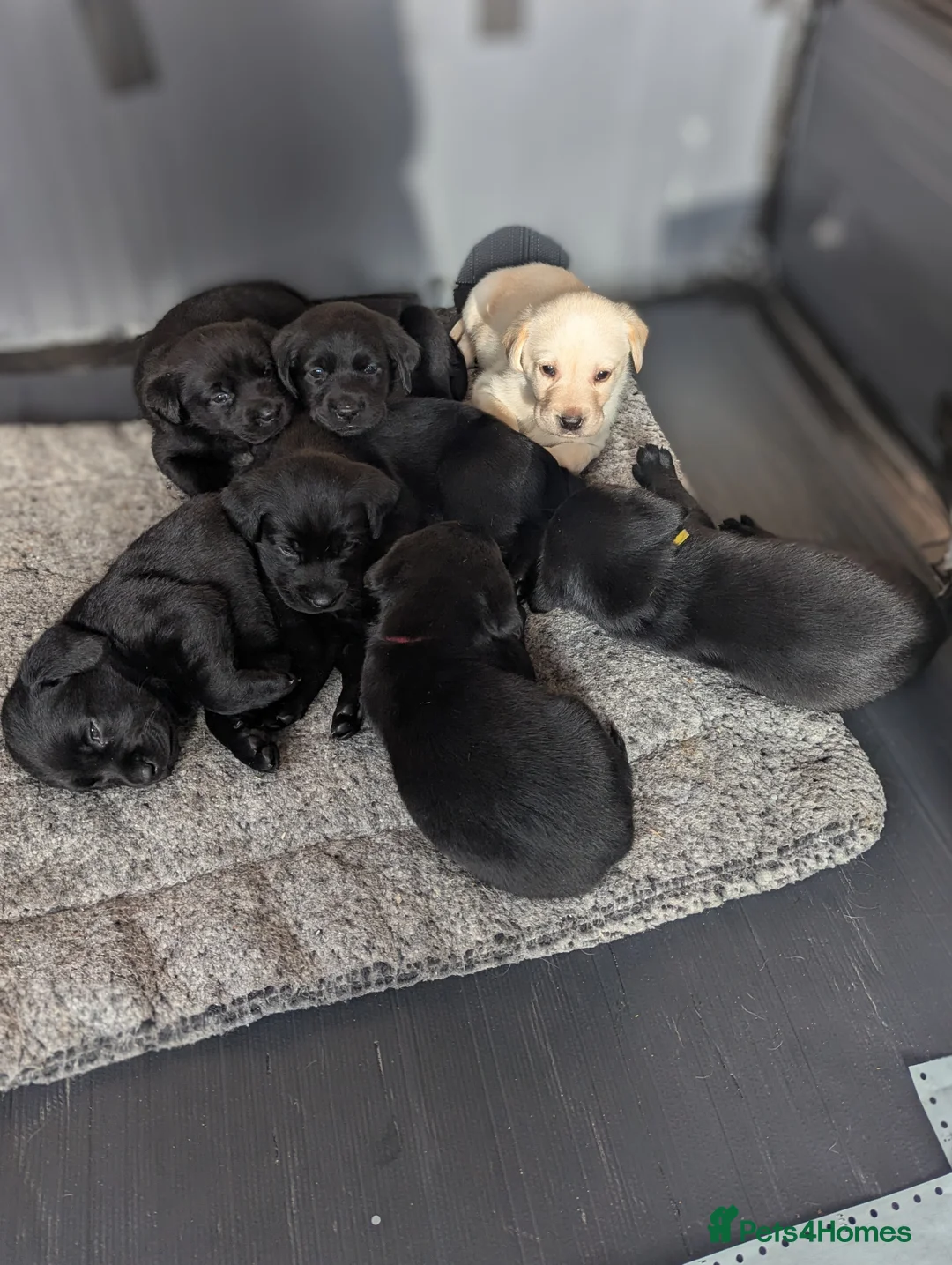 Labrador Retriever dogs for sale: Labrador Puppies - 5 Black Males & 1 Golden Male - Advert 19