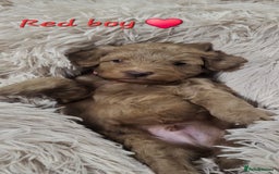 Cockapoo dogs for sale: Reduced!! Stunning F1B Toy Cockapoo Puppies  - Image 13