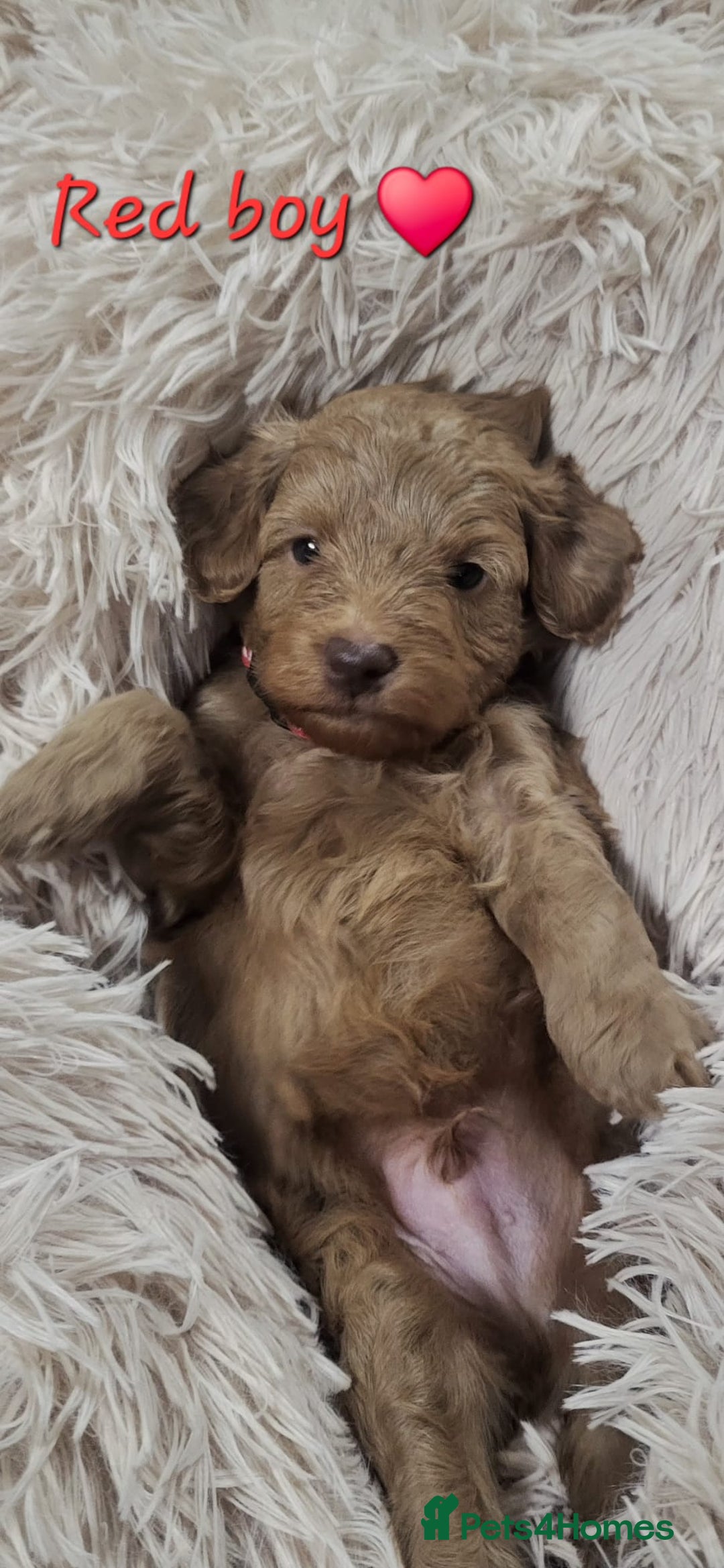 Cockapoo dogs for sale: Reduced!! Stunning F1B Toy Cockapoo Puppies  - Image 13