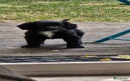 Cocker Spaniel dogs for sale: Cockerspaniel black girl - Image 1