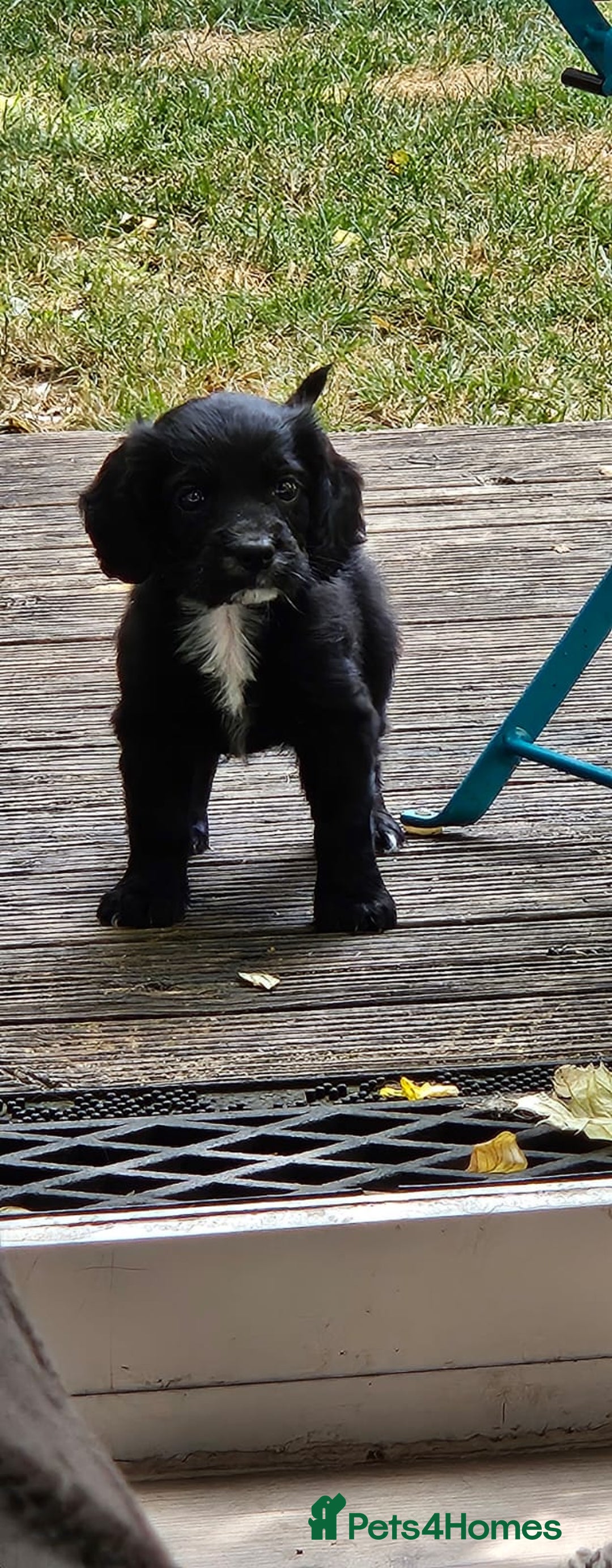 Cocker Spaniel dogs for sale: Cockerspaniel black girl - Image 1