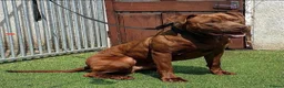American Bull Staffy dogs for sale: Staff mixed beautiful dogs  - Advert 6