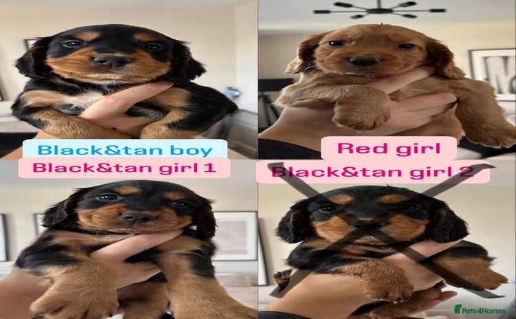 Cocker Spaniel dogs - Advert 1