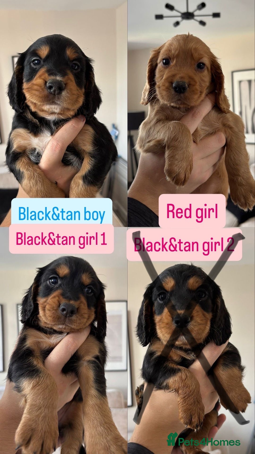 Cocker Spaniel dogs for sale: Working Cocker Spaniel puppies - Image 1