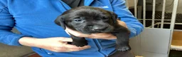 Labrador Retriever dogs for sale: Gorgeous litter - 3 sold already in Carluke - Advert 4