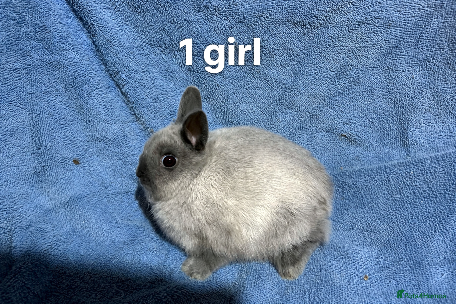 Netherland Dwarf rabbits Dwarf Netherland rabbits  - Advert 17