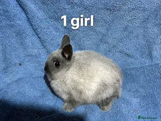 Netherland Dwarf rabbits Dwarf Netherland rabbits - Advert 17