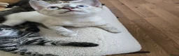 Bengal cats for sale: Bengal cross kittens - Advert 11