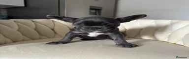 French Bulldog 4