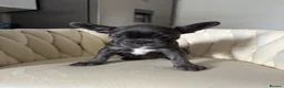 French Bulldog dogs for sale: French bull dog puppies  - Advert 8