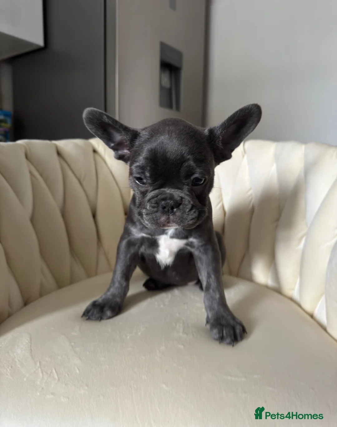 French Bulldog dogs for sale: French bull dog puppies  - Advert 8