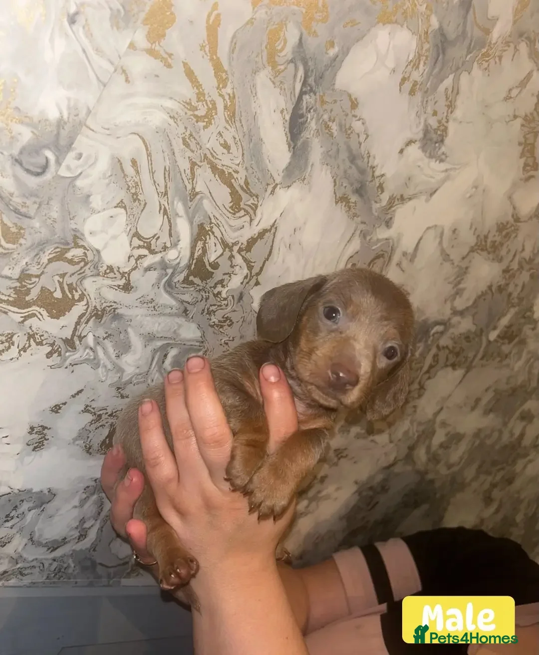 Miniature Dachshund dogs for sale: Minature Dachshund puppys  - Advert 7