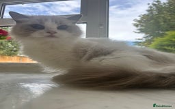 Ragdoll cats for sale: Beautiful Ragdolls Available. - Image 9
