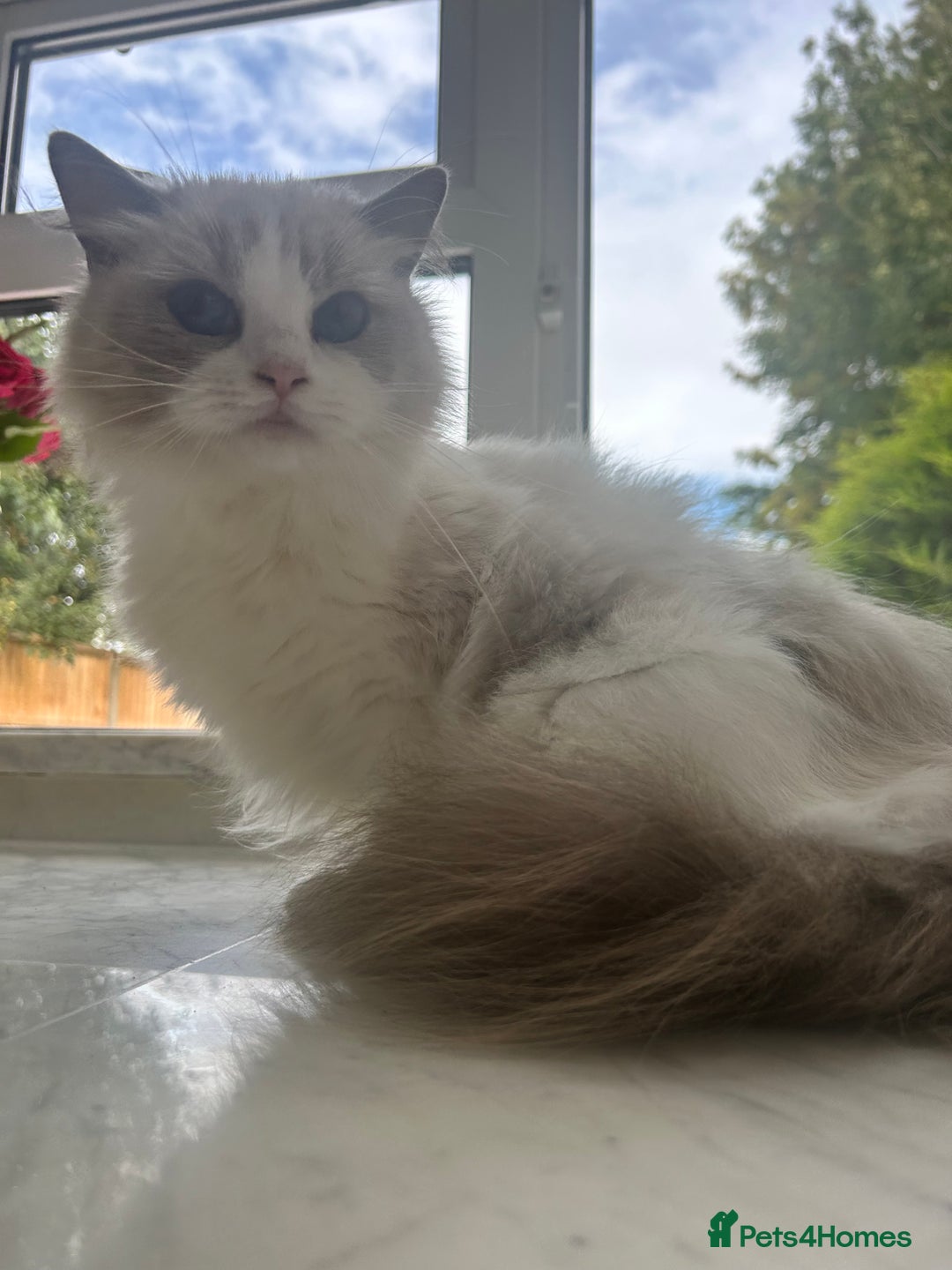Ragdoll cats for sale: Beautiful Ragdolls Available. - Image 9