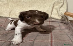 Sprocker dogs for sale: Sprocker Spaniel Puppies  - Image 8