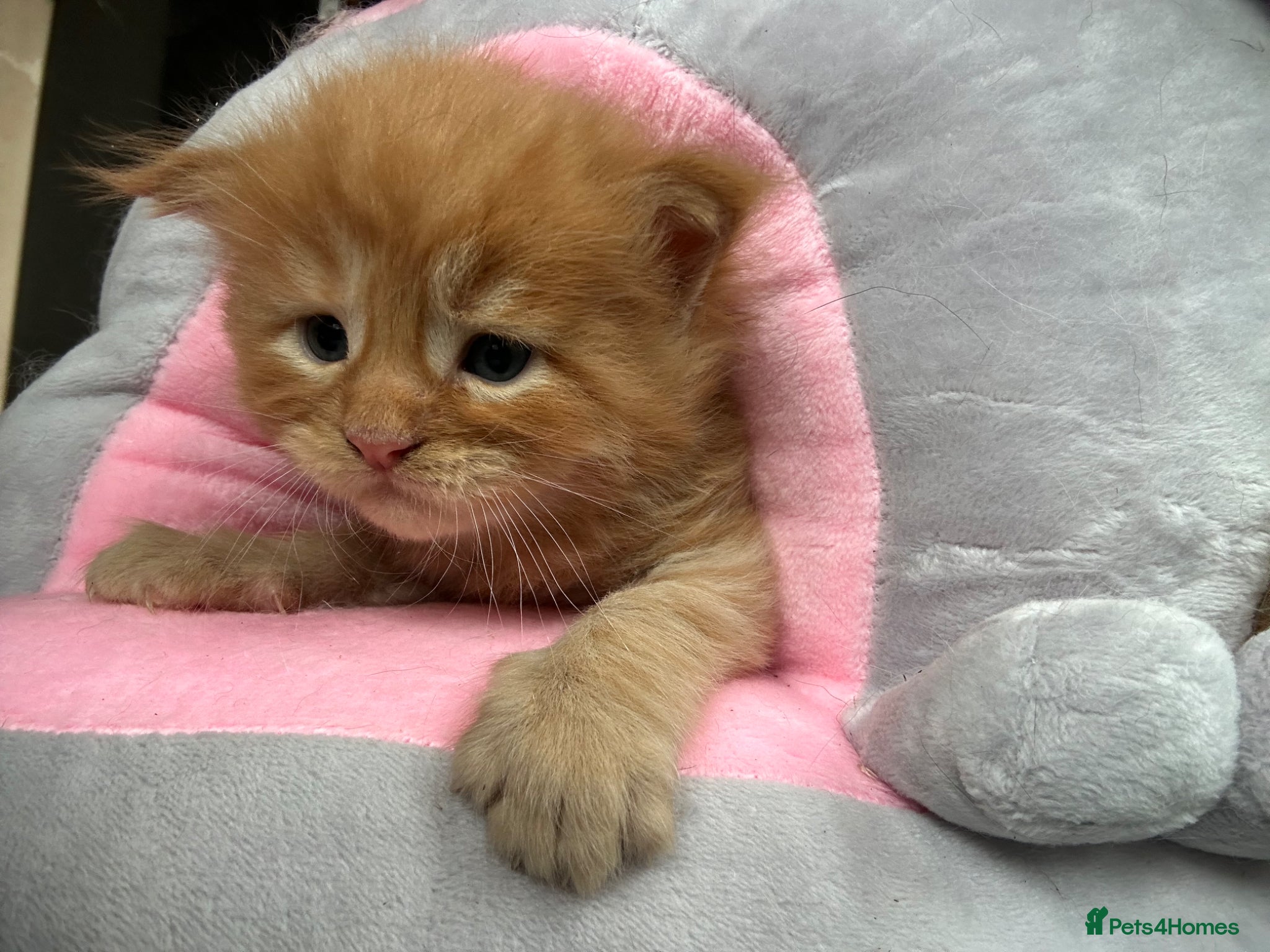 Maine Coon cats for sale: 6 Maine coon kittens for sale  in Brechin - Advert 15