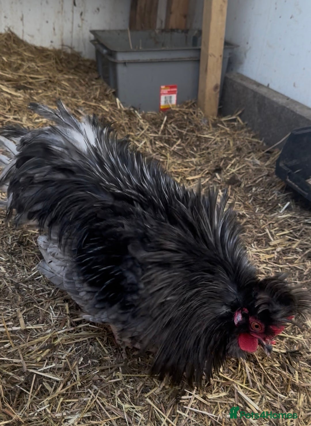 Chickens poultry for sale: Polish Crested Chicken Pair – Hatched in April - Advert 1