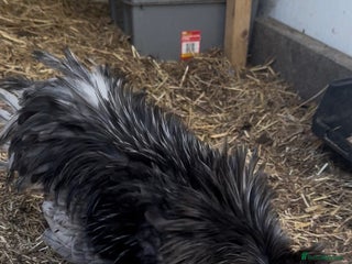 Chickens poultry Polish Crested Chicken Pair – Hatched in April - Advert 2