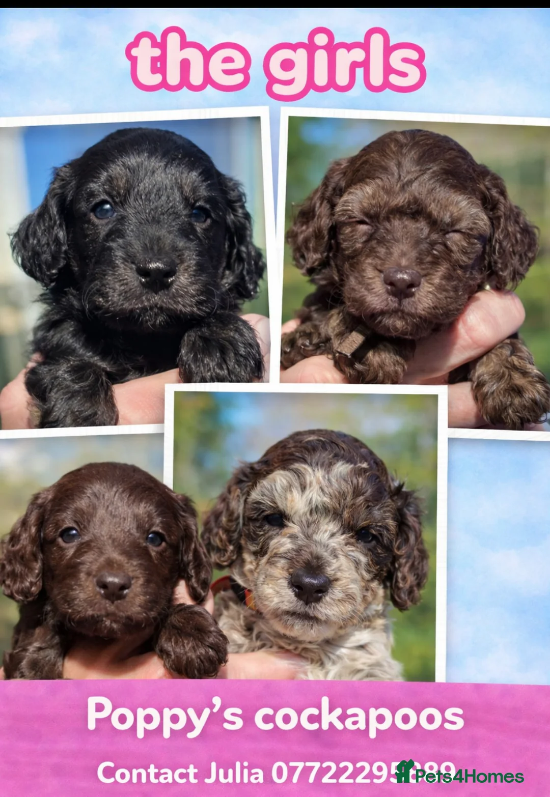 Cockapoo dogs for sale: Chocolate Merle and sable cockapoo - Advert 2