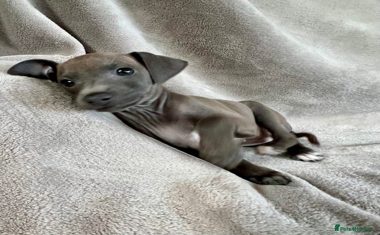 Italian Greyhound dogs KC Reg. Stunning Italian Greyhound Pup. - Advert 1