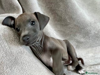 Italian Greyhound dogs KC Reg. Stunning Italian Greyhound Pup. - Advert 5