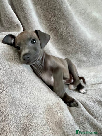 Italian Greyhound dogs KC Reg. Stunning Italian Greyhound Pup. - Advert 1