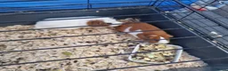Guinea Pig rodents for sale: Lovely little piggies in Lancaster - Advert 1