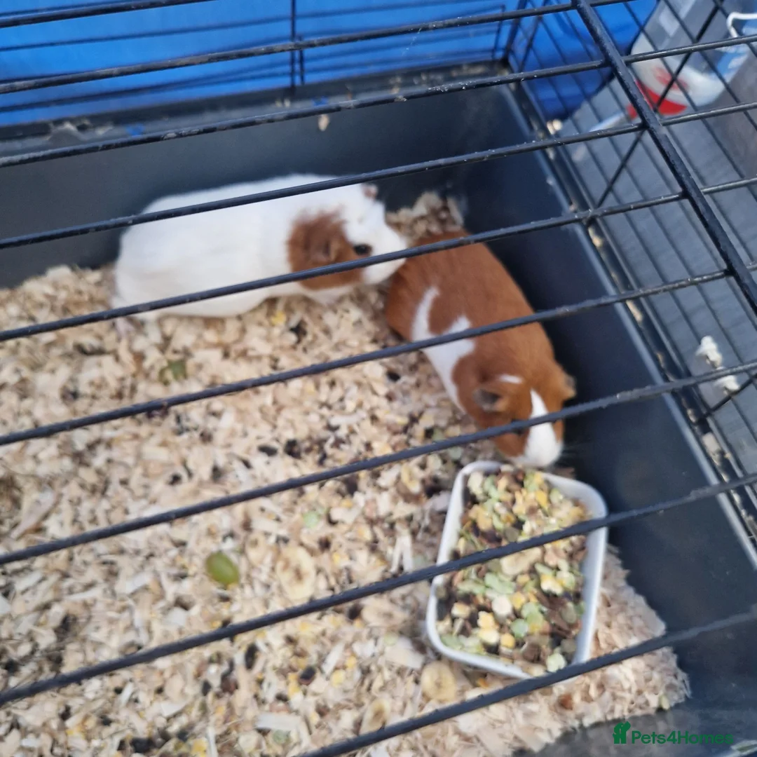 Guinea Pig rodents for sale: Lovely little piggies in Lancaster - Advert 1