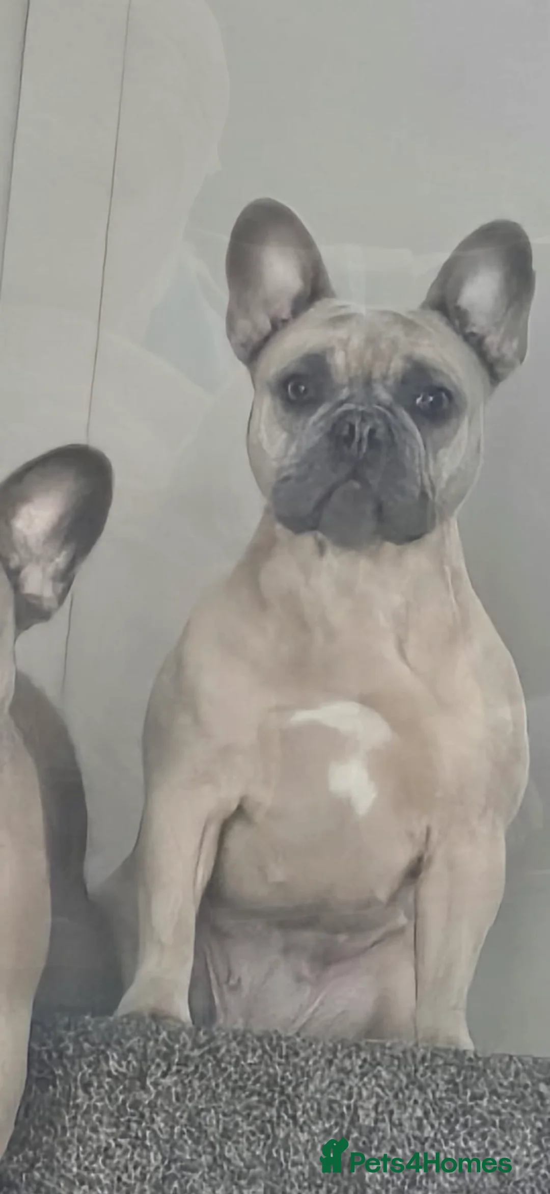French Bulldog dogs for sale: Beautiful French bulldog - Advert 4