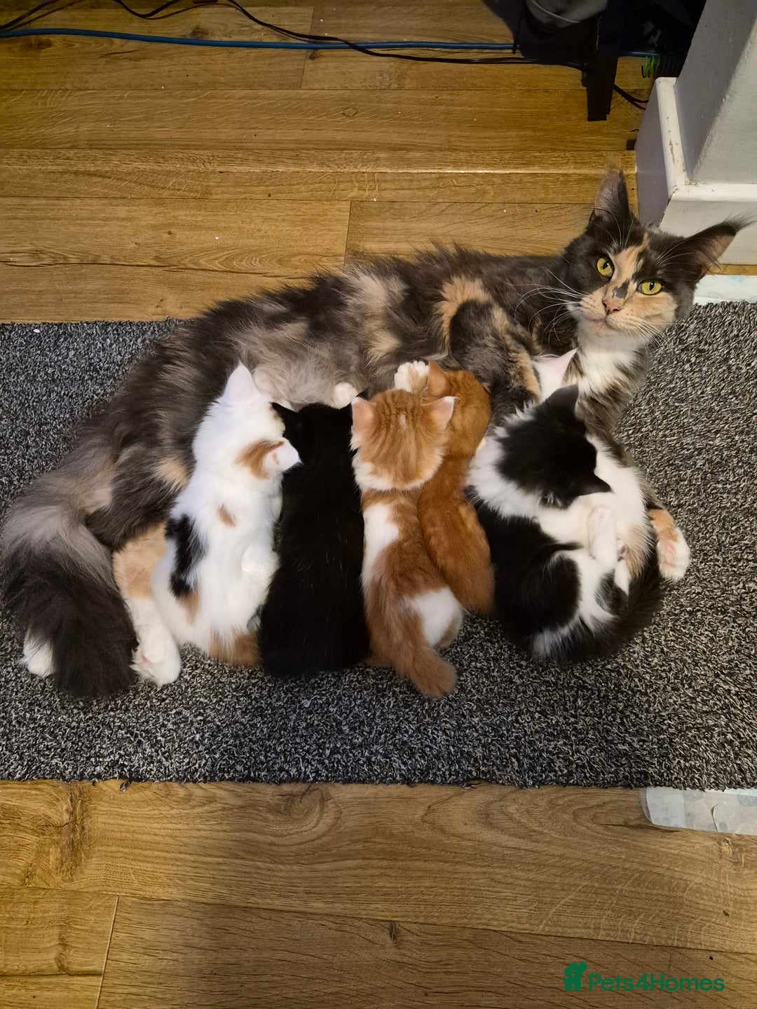 Mixed Breed cats for sale: Half maine coon kittens  - Advert 1