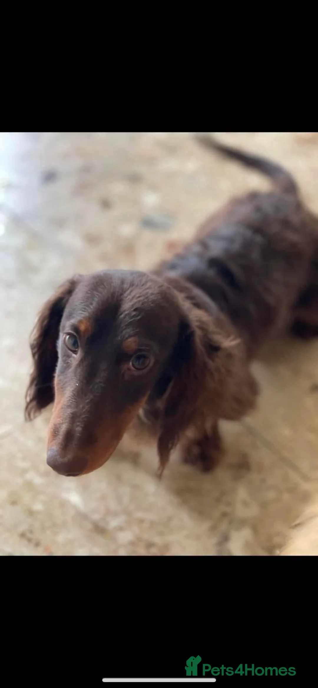 Miniature Dachshund dogs for stud: Stunning chocolate and tan carrying blue  in Doncaster - Advert 2