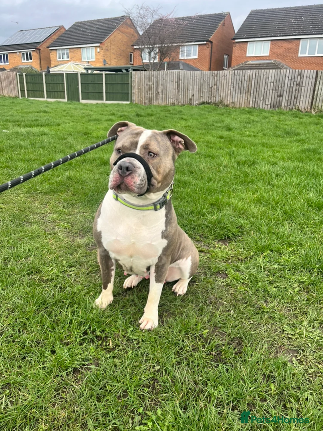 Mixed Breed dogs for sale: 18 month old staffy cross  in Wakefield - Advert 2