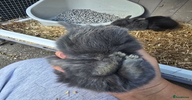 Mini Lop rabbits - Advert 2