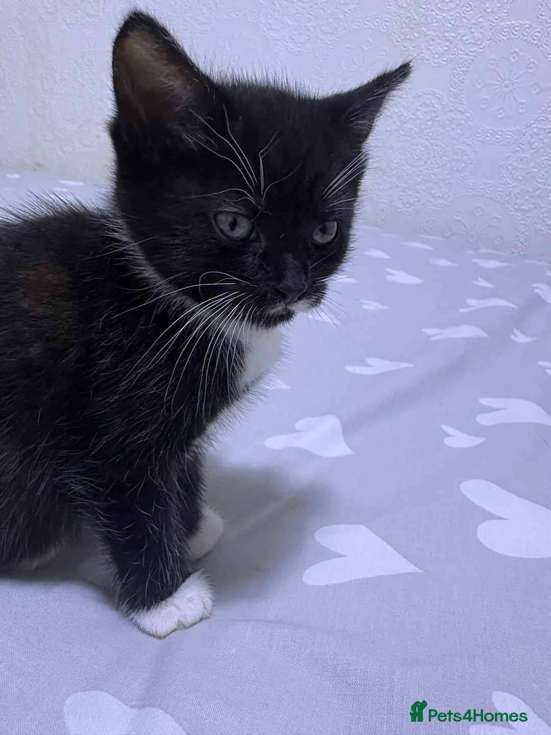 Mixed Breed cats for sale: Female kitten needing loving home  - Advert 2