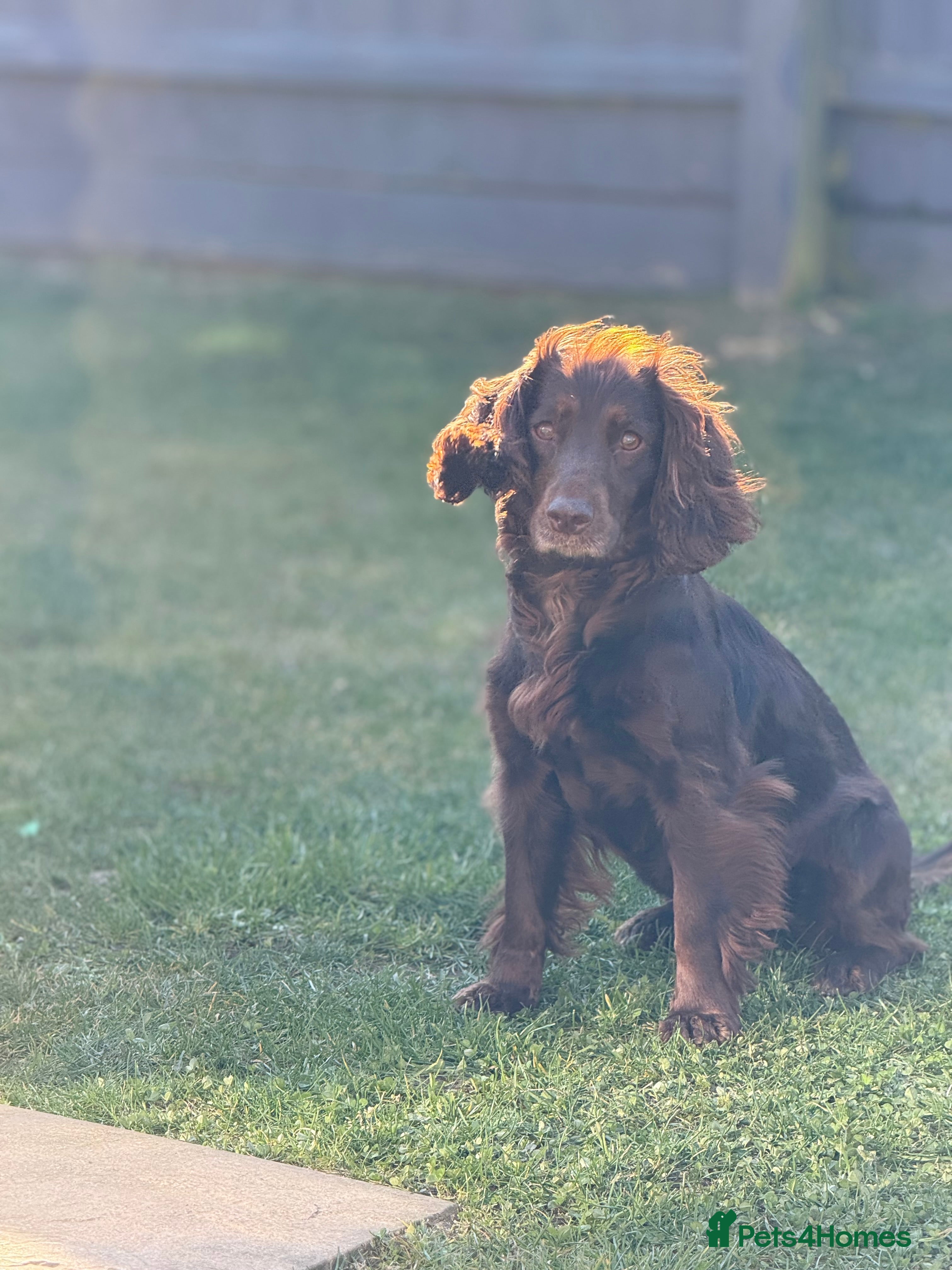 Mixed Breed dogs Chi-spaniels  - Advert 2