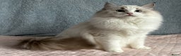 Ragdoll cats for sale: Playful Pedigree Ragdoll Kittens Available - Advert 6