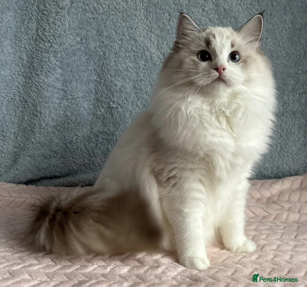 Ragdoll cats for sale: Two The last Boys Pedigree Ragdoll  Available - Advert 24
