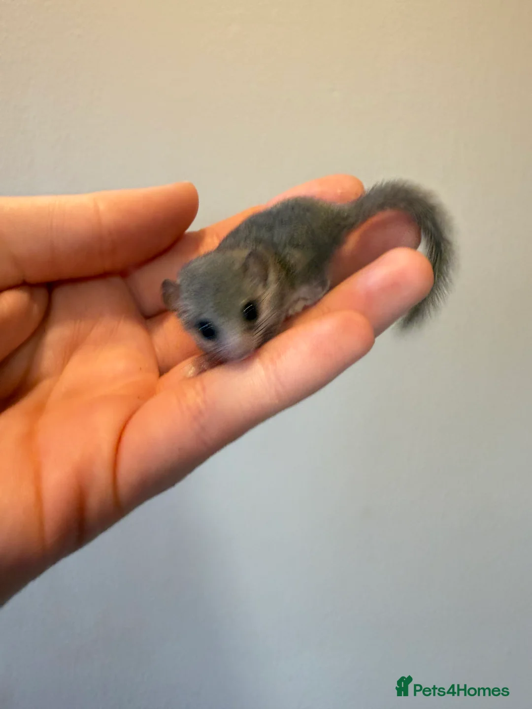 Mouse rodents for sale:  African Pygmg dormice few available.  - Advert 2