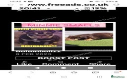English Bulldog dogs for sale: Kc reg British bulldogs  - Image 13
