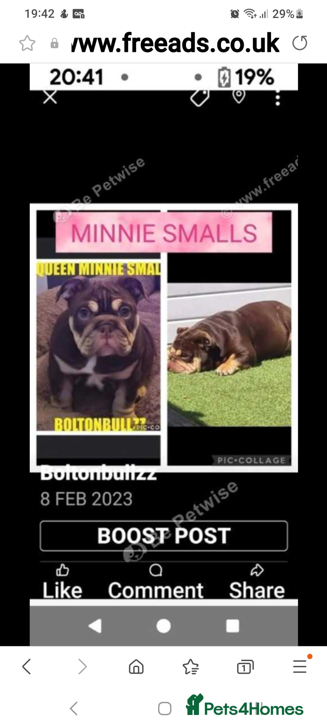 English Bulldog dogs for sale: Kc reg British bulldogs  - Image 13