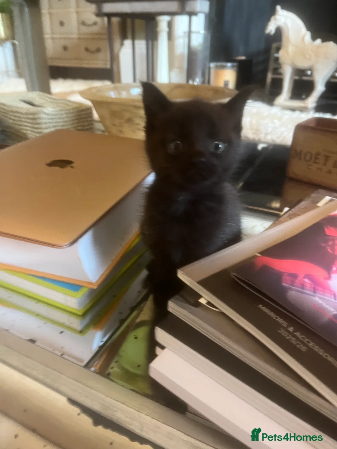 Maine Coon cats for sale: Beautiful fluffy Maine Coon x kittens - Advert 2