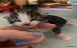 British Shorthair cats for sale: X2 female British shorthaired cross kittens - Image 9