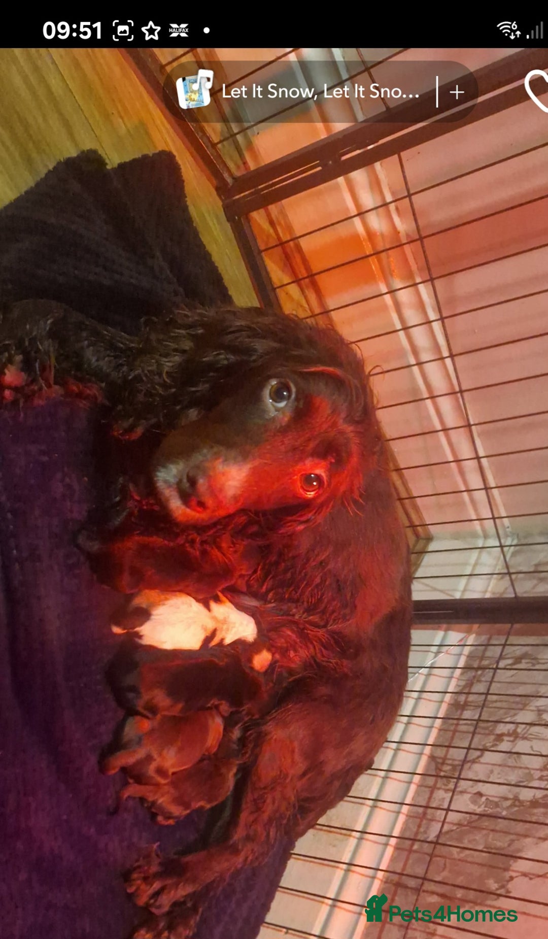 Cocker Spaniel dogs for sale: Working coker spaniel puppies - Advert 1