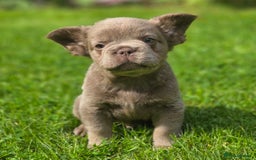 French Bulldog dogs for sale: Fluffy French Bulldog Puppies  - Image 6