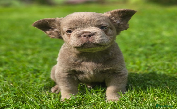French Bulldog dogs - Advert 1