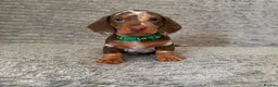 Dachshund dogs for sale: Miniature dachshund pups - Advert 8