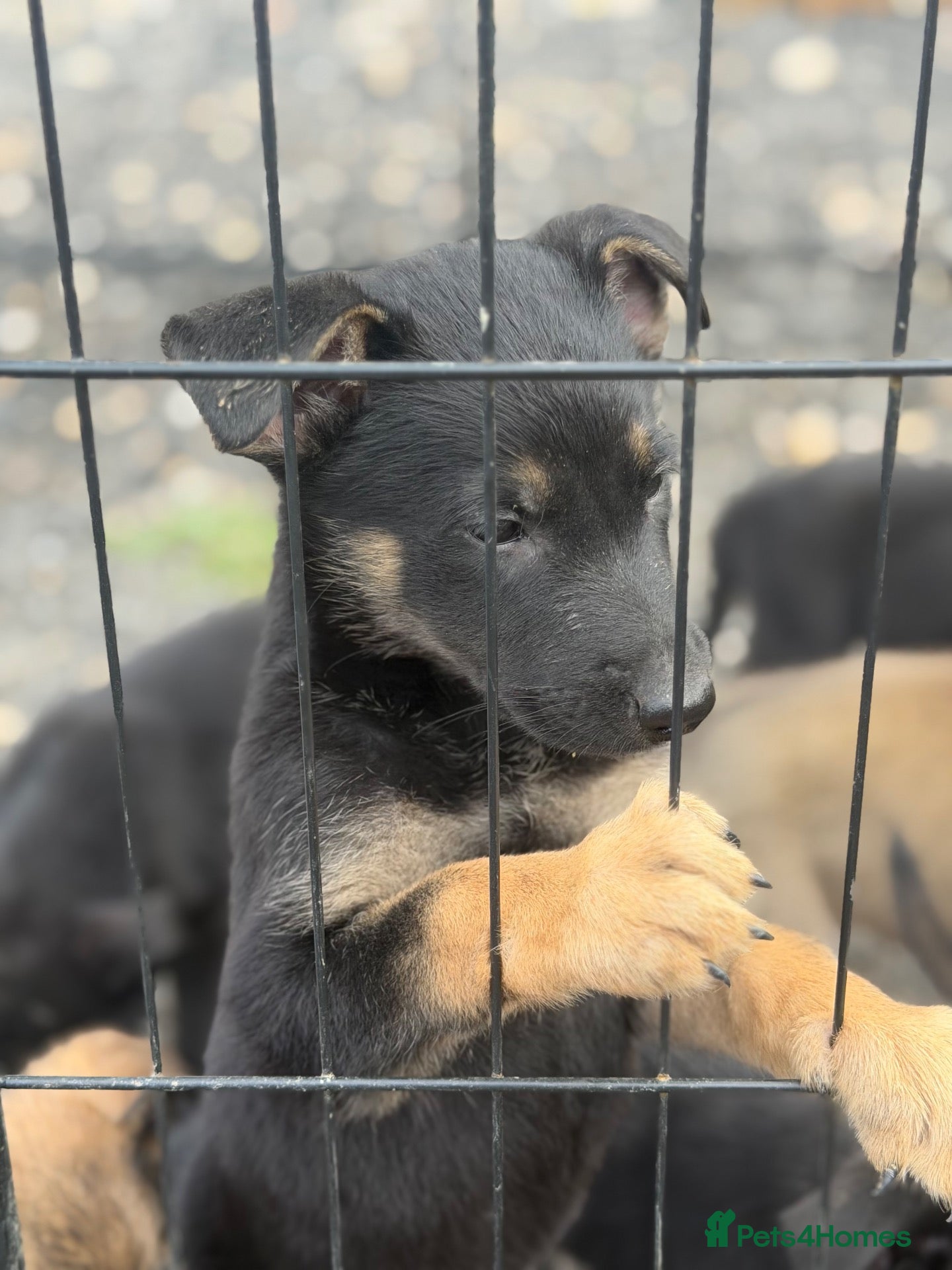Mixed Breed dogs German shepherd x Belgian malinios puppy's  - Advert 2