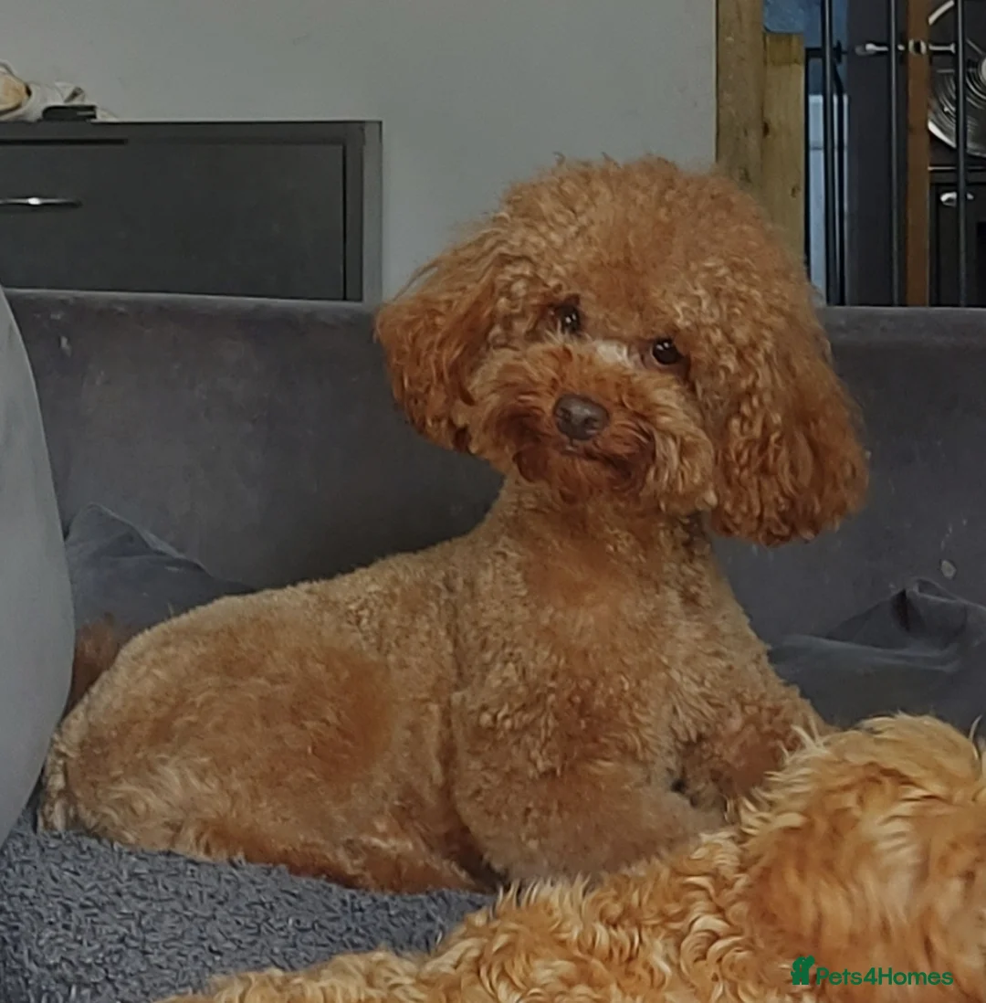 Toy Poodle dogs for stud: *KC Reg'd Toy Poodle Stud Dog*DNA Tested Clear* in Leyland - Advert 2