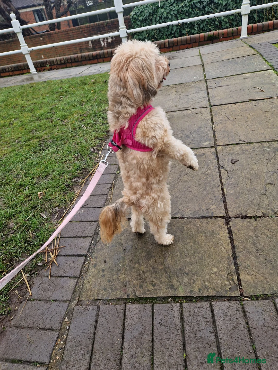 Mixed Breed dogs for adoption: BONDED:💙ALFIE 10yo Shih Tzu❤️MUFFIN 6yo Cockapoo - Advert 8